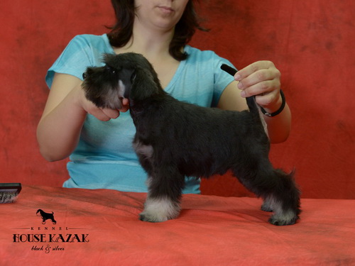 miniature schnauzer patuljasti snaucer