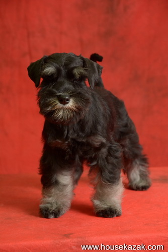 miniature schnauzer patuljasti snaucer