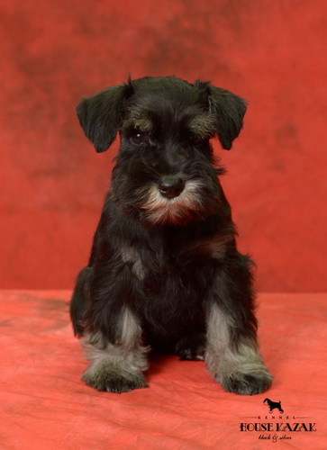 miniature schnauzer patuljasti snaucer