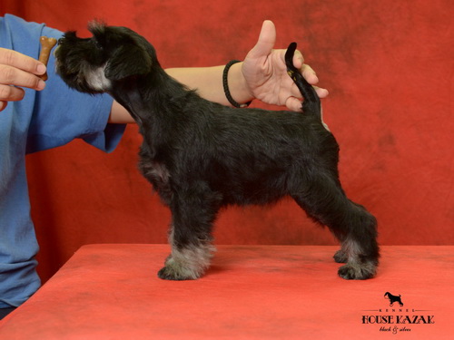 miniature schnauzer patuljasti snaucer