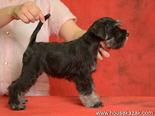 miniature schnauzer patuljasti snaucer