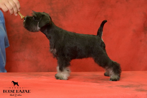 miniature schnauzer patuljasti snaucer