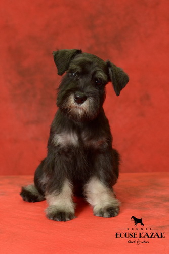 miniature schnauzer patuljasti snaucer