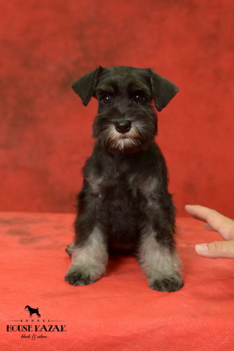 miniature schnauzer patuljasti snaucer
