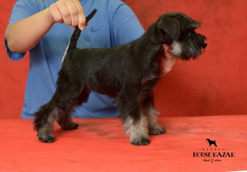 miniature schnauzer patuljasti snaucer