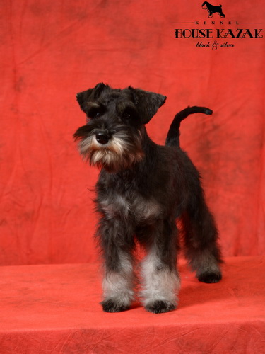 miniature schnauzer patuljasti snaucer
