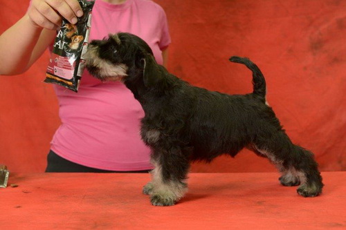 miniature schnauzer patuljasti snaucer