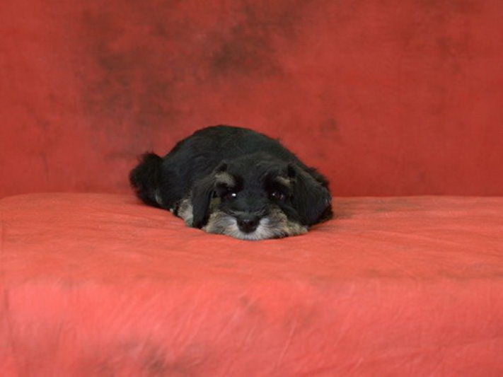 miniature schnauzer patuljasti snaucer