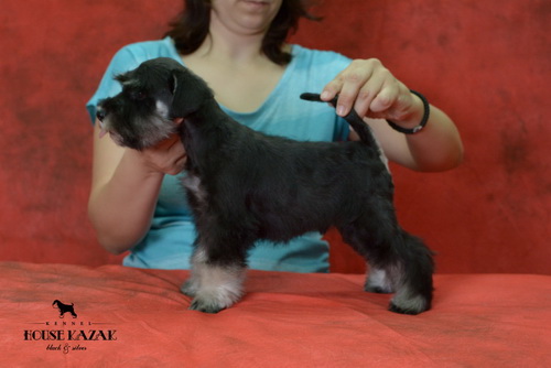 miniature schnauzer patuljasti snaucer