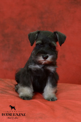 miniature schnauzer patuljasti snaucer