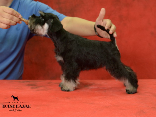 miniature schnauzer patuljasti snaucer