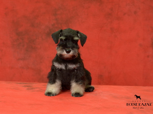miniature schnauzer patuljasti snaucer