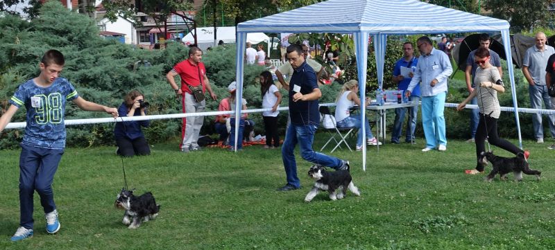 House Kazak Iwama ''Tilly'' (CH Recognition's United Action & House Kazak Majra) - V1 , J.CAC, JUNIOR BEST OF BREED , BEST OF BREED