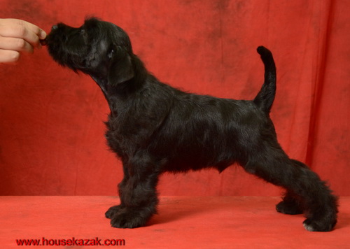 miniature schnauzer patuljasti snaucer