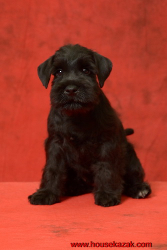miniature schnauzer patuljasti snaucer