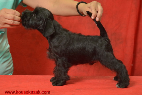 miniature schnauzer patuljasti snaucer