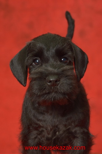 miniature schnauzer patuljasti snaucer