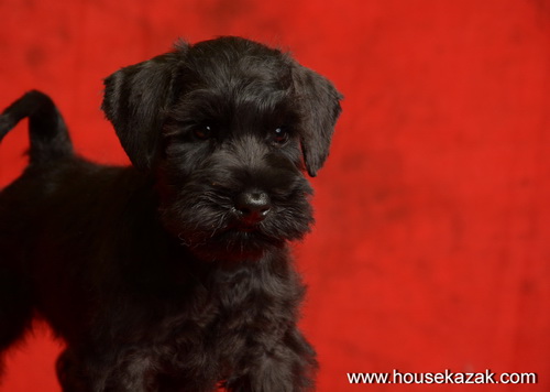 miniature schnauzer patuljasti snaucer