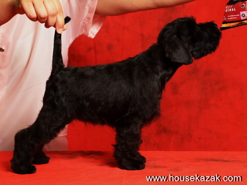 miniature schnauzer patuljasti snaucer
