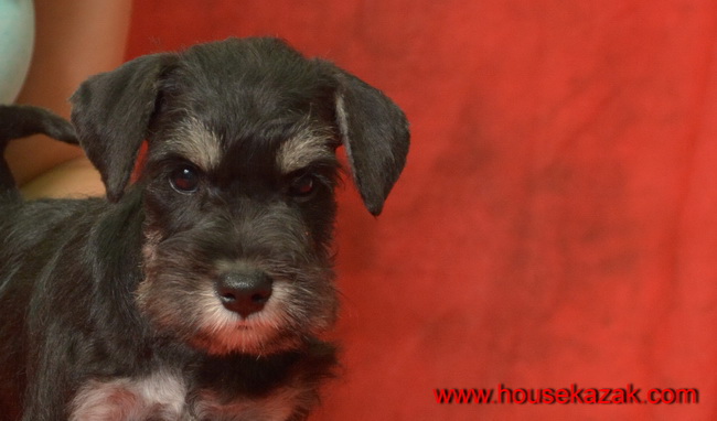 miniature schnauzer patuljasti snaucer