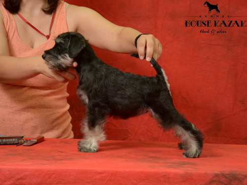 miniature schnauzer patuljasti snaucer