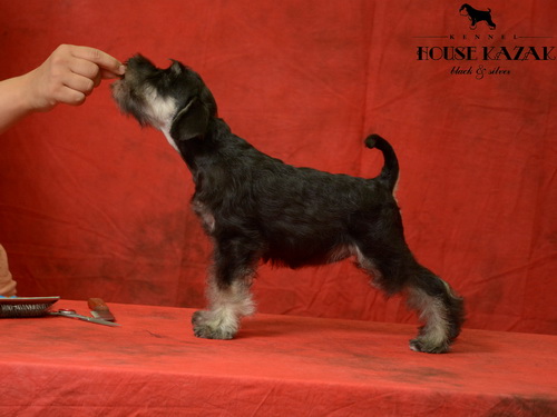 miniature schnauzer patuljasti snaucer