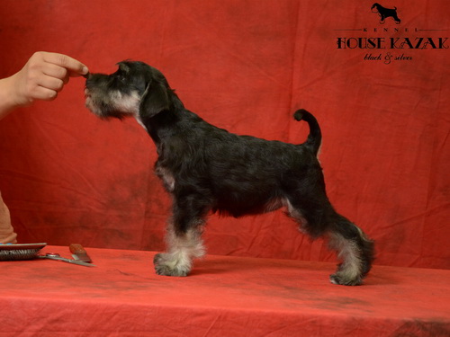 miniature schnauzer patuljasti snaucer
