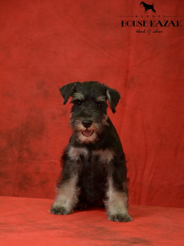 miniature schnauzer patuljasti snaucer
