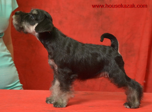 miniature schnauzer patuljasti snaucer