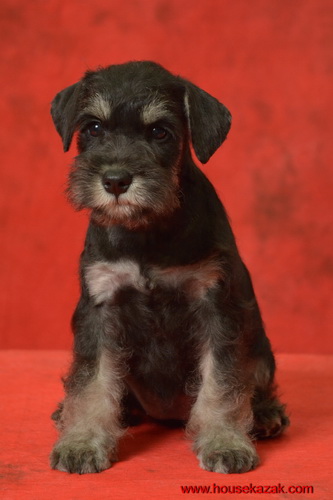 miniature schnauzer patuljasti snaucer