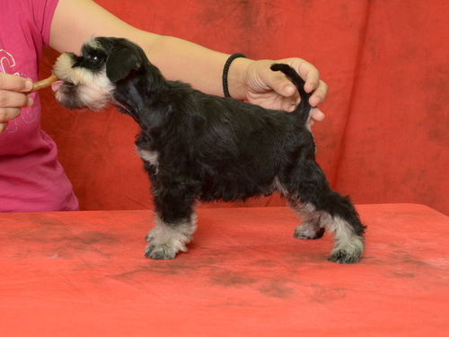 miniature schnauzer patuljasti snaucer