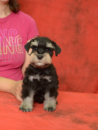miniature schnauzer patuljasti snaucer