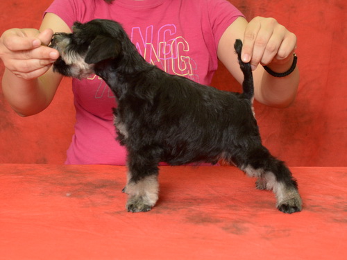 miniature schnauzer patuljasti snaucer