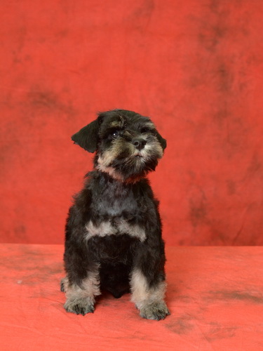 miniature schnauzer patuljasti snaucer