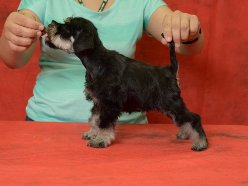 miniature schnauzer patuljasti snaucer