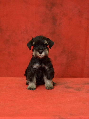 miniature schnauzer patuljasti snaucer