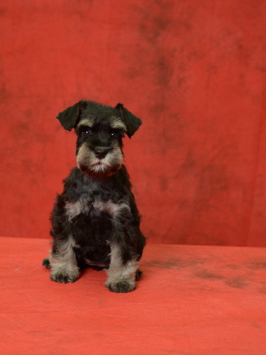 miniature schnauzer patuljasti snaucer
