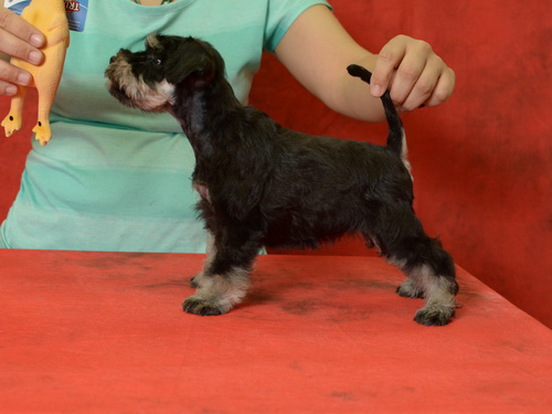 miniature schnauzer patuljasti snaucer