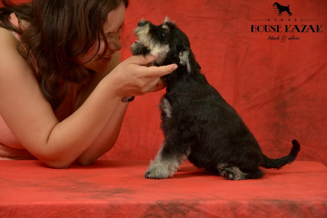 miniature schnauzer patuljasti snaucer