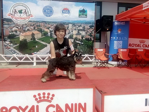 miniature schnauzer patuljasti snaucer