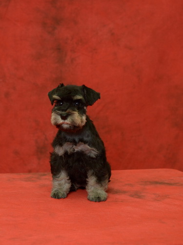 miniature schnauzer patuljasti snaucer