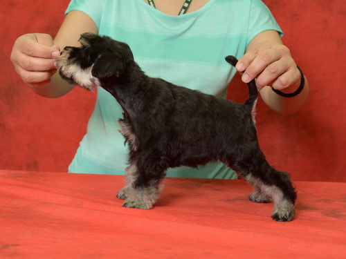 miniature schnauzer patuljasti snaucer