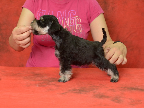 miniature schnauzer patuljasti snaucer