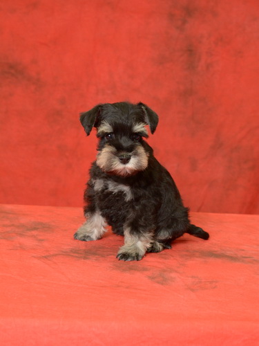 miniature schnauzer patuljasti snaucer