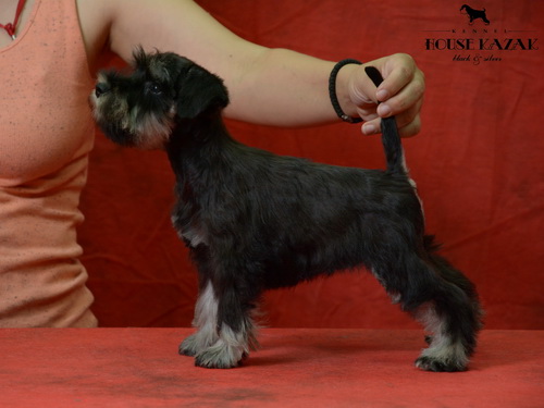 miniature schnauzer patuljasti snaucer