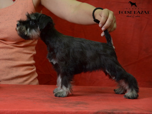 miniature schnauzer patuljasti snaucer