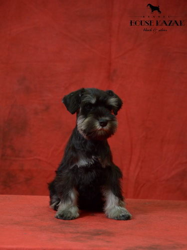 miniature schnauzer patuljasti snaucer