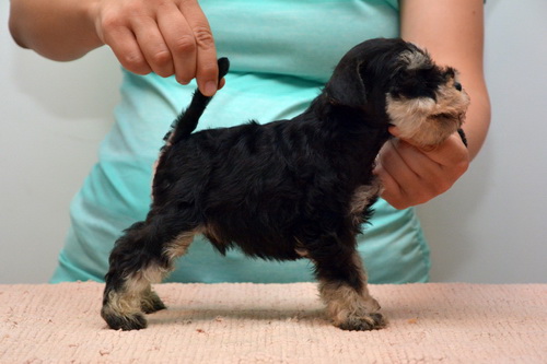 miniature schnauzer patuljasti snaucer