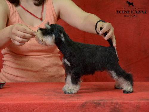 miniature schnauzer patuljasti snaucer