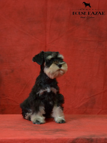 miniature schnauzer patuljasti snaucer